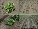 Unbelievable Success Stories of Weed Control in Potatoes: Linex + Metribuzin