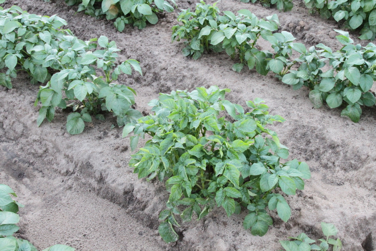 UNECE Guide to Seed Potato Field Inspection: Recommend Practices