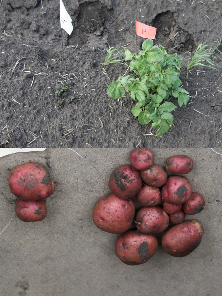 Use Caution When Spraying Glyphosate near Seed Potatoes