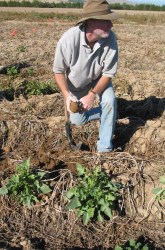 What Is the Source of Potato Psyllids Colonizing Potato Fields in the Pacific Northwest?