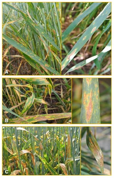 Comparison of wheat foliar disease symptoms