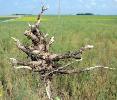 A canola plant pulled from the field with severe galling of the roots.