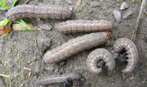 dingy cutworm larva