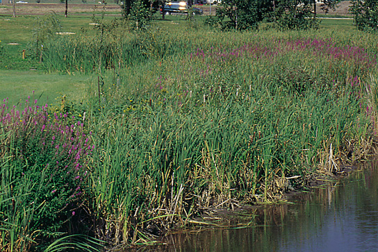 Purple loosestrife invades wetlands