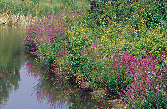 Lythrum reverts to the weedy puple loosestrife 1