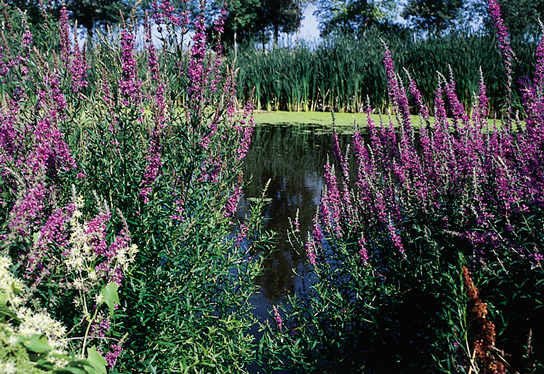 Lythrum reverts to the weedy loosestrife 2