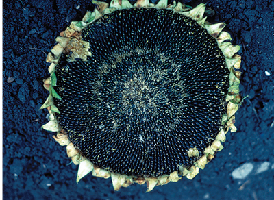 frost damage on sunflower head