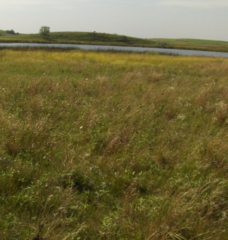 limy subirrigated ecological site