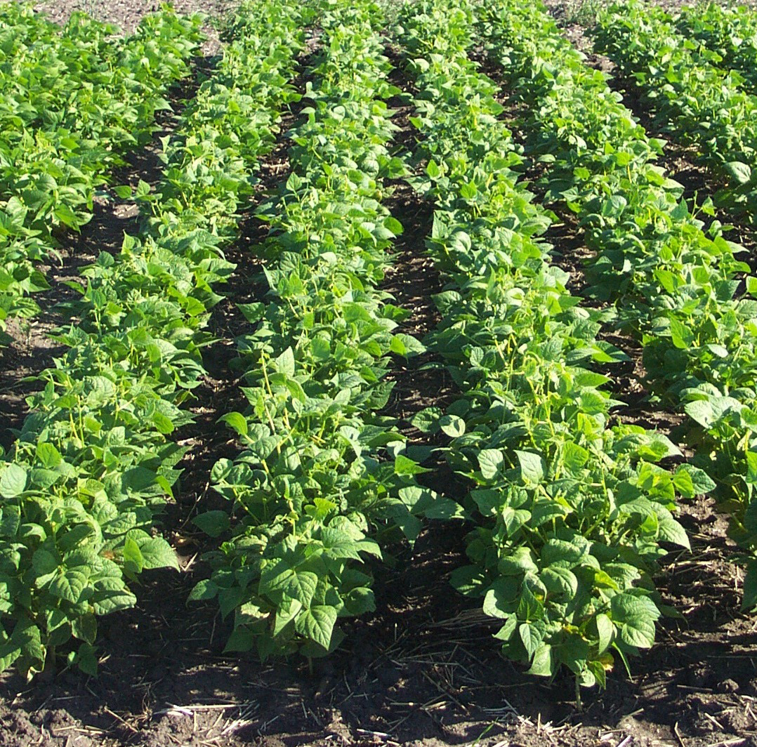 Beans in rows summer
