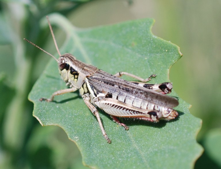 Red legged grasshopper adult