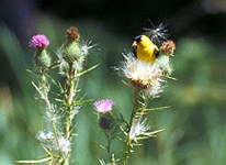 Bull thistle with Yellow small