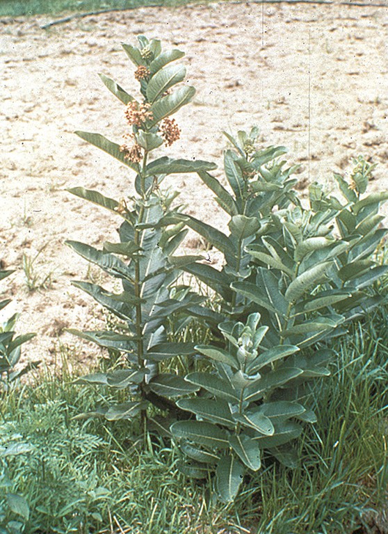 Common MIlkweed, Large