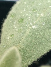 Common mullein leaf small