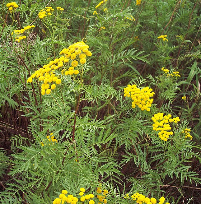 Common Tansy, Large