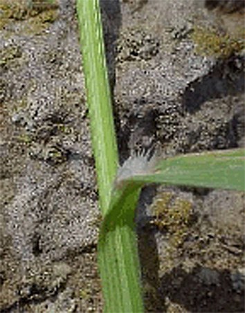 Downy Brome small