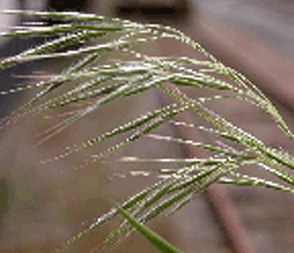 Downy brome small