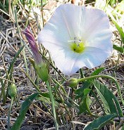 Field bindweed flower inset