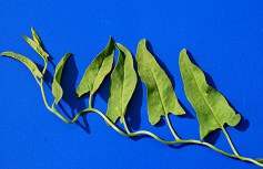 Field Bindweed leaf small