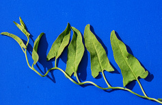 Field Bindweed leaf small