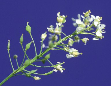 Hoary cress flower small