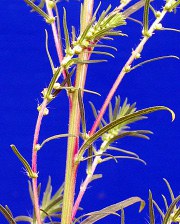 Kochia stem & flower small
