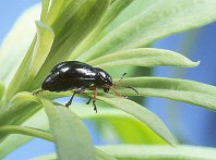 Leafy spurge beetle small