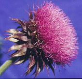 Musk thistle flower small