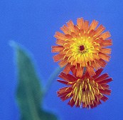 Orange hawkweed flower small