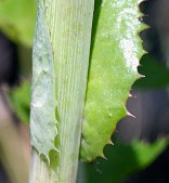 perennial sowthistle leaf small