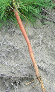 Salt cedar root small