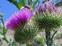Scotch thistle flower small