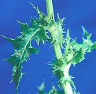 Spiny sowthistle small