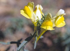 Yellow toadflax flower small