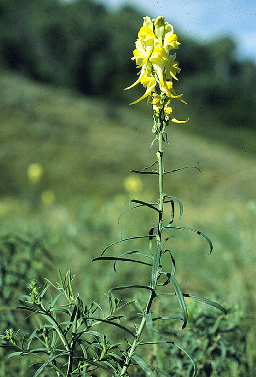 Yellow Toadflax large