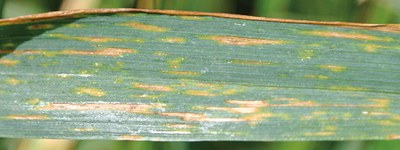 Bacterial ooze can give bacterial leaf streak lesions a shiny appearance.