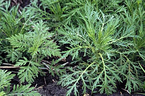 wormwood (right) and ragweed (left)