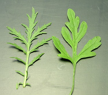 biennial wormwood l(left) ragweed (right)