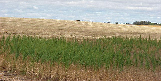 Unharvested soybean field due to wormwood infestation