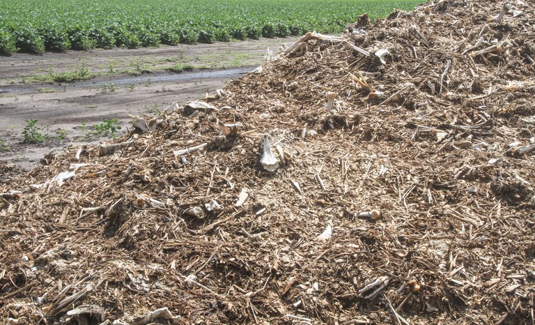 Composted turkey piled in field