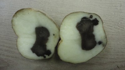 blackheart of potato tuber