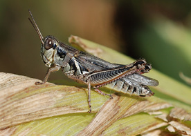 adult red-legged grasshopper feeding in corn ears