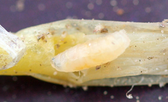 seed corn maggot larva