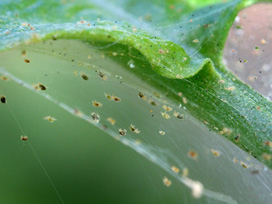 webbing from two-spotted spider mites