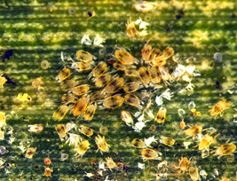 stippling injury from spider mites (nymphs and adults) on corn leaf