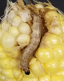 European corn borer larva in corn ear