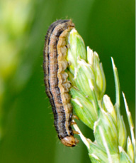 an armyworm larva on a green plant
