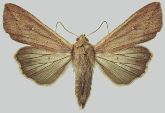an armyworm adult showing the white spots on each front wing