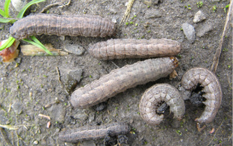 dingy cutworm larva on the soil near bean plants