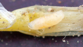 a seed corn maggot larva inside an emerging stem