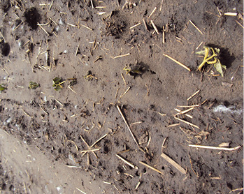 a dry bean field showing damage from the seed corn maggot